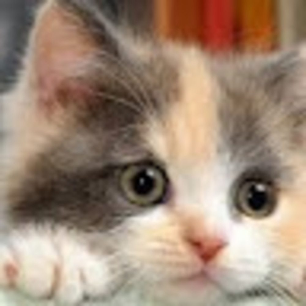 Meet your Posher, Cora